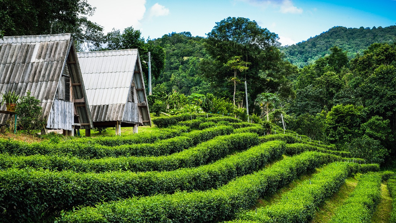 Darjeeling